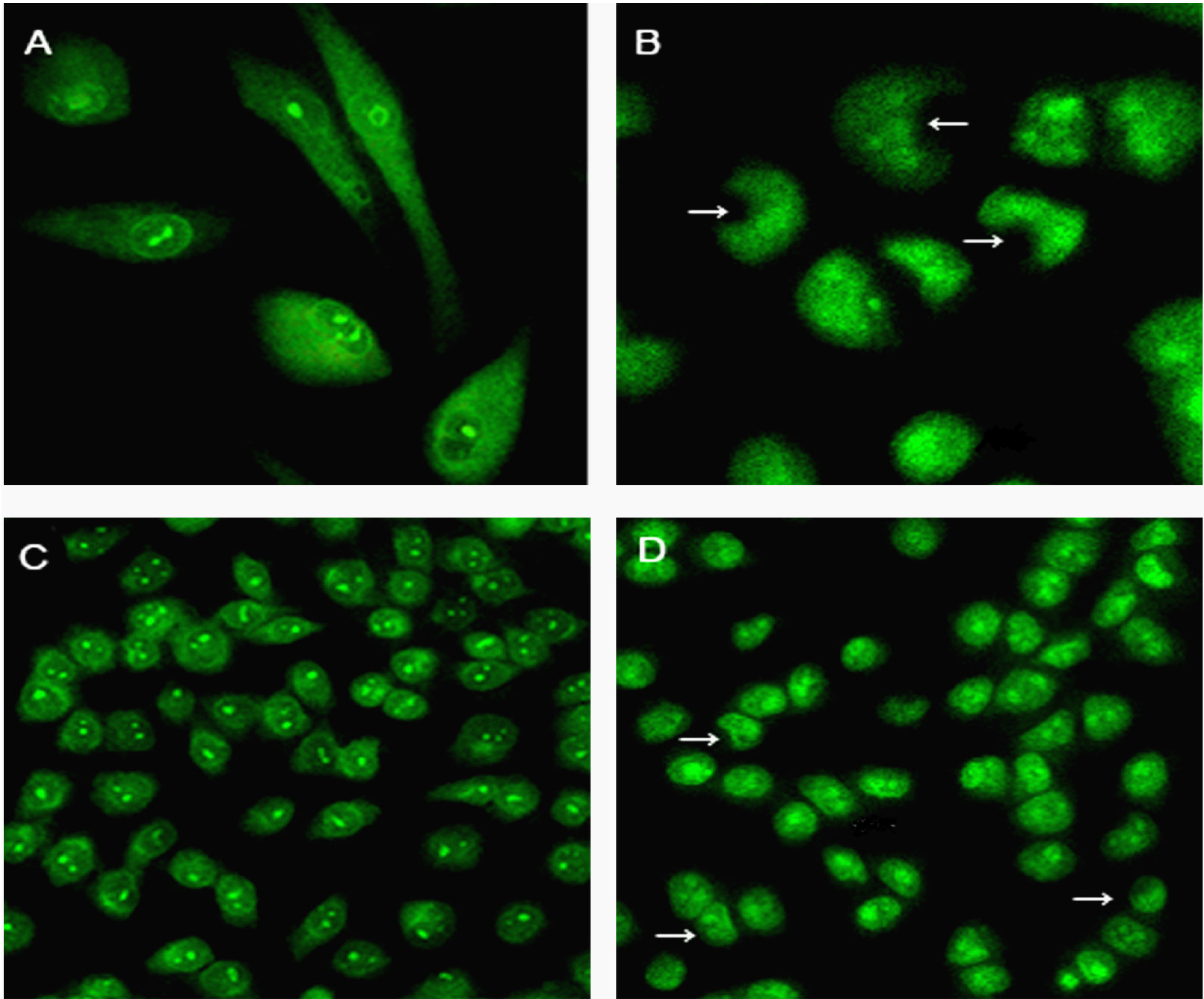 Molecules 19 04941 g005