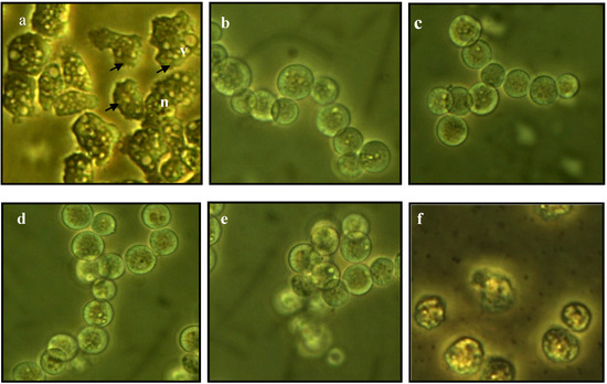 Molecules 19 05191 g001 550