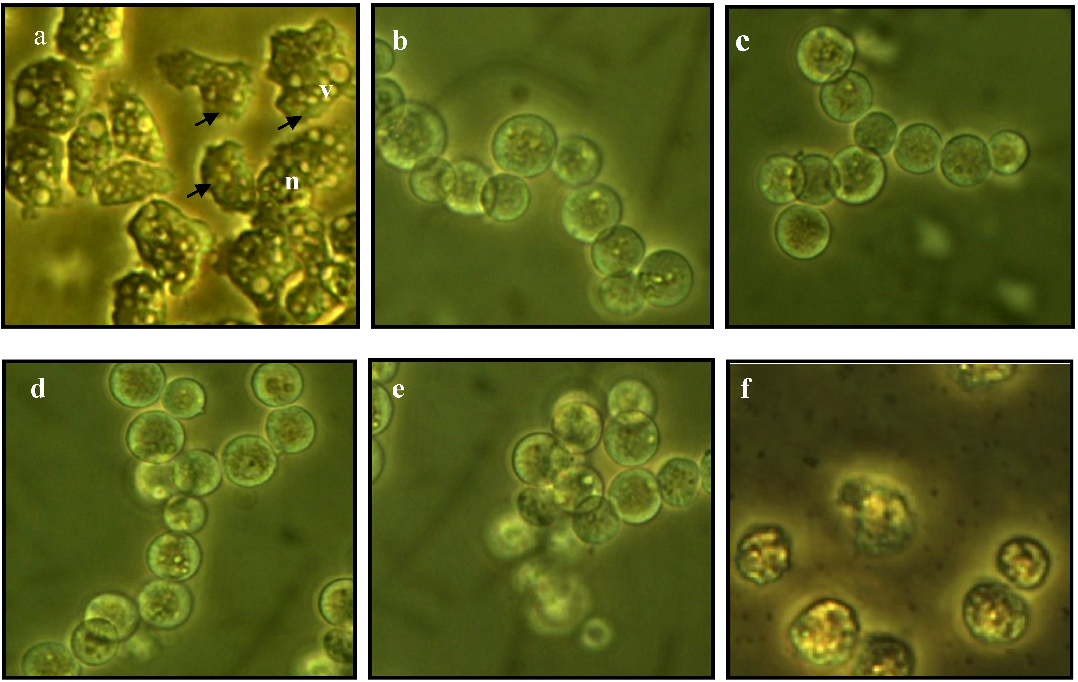 Molecules 19 05191 g001