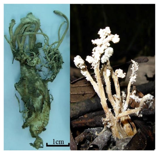 Molecules 19 06123 g001 550