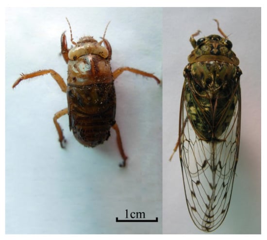 Molecules 19 06123 g002 550