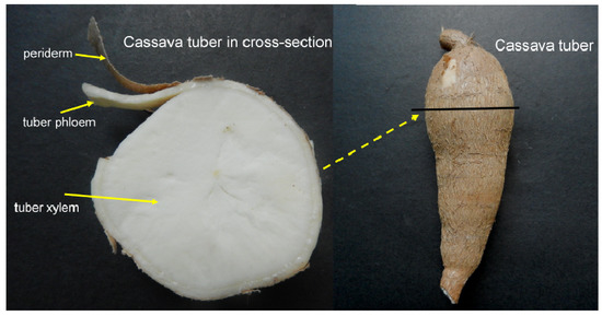 Molecules 19 06228 g011 550