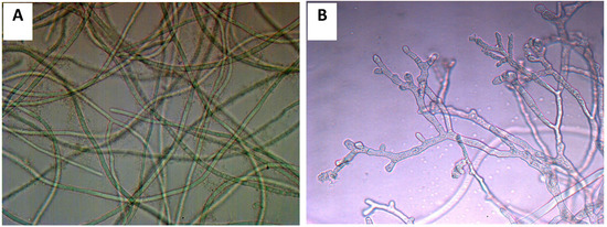 Molecules 19 07568 g005 550
