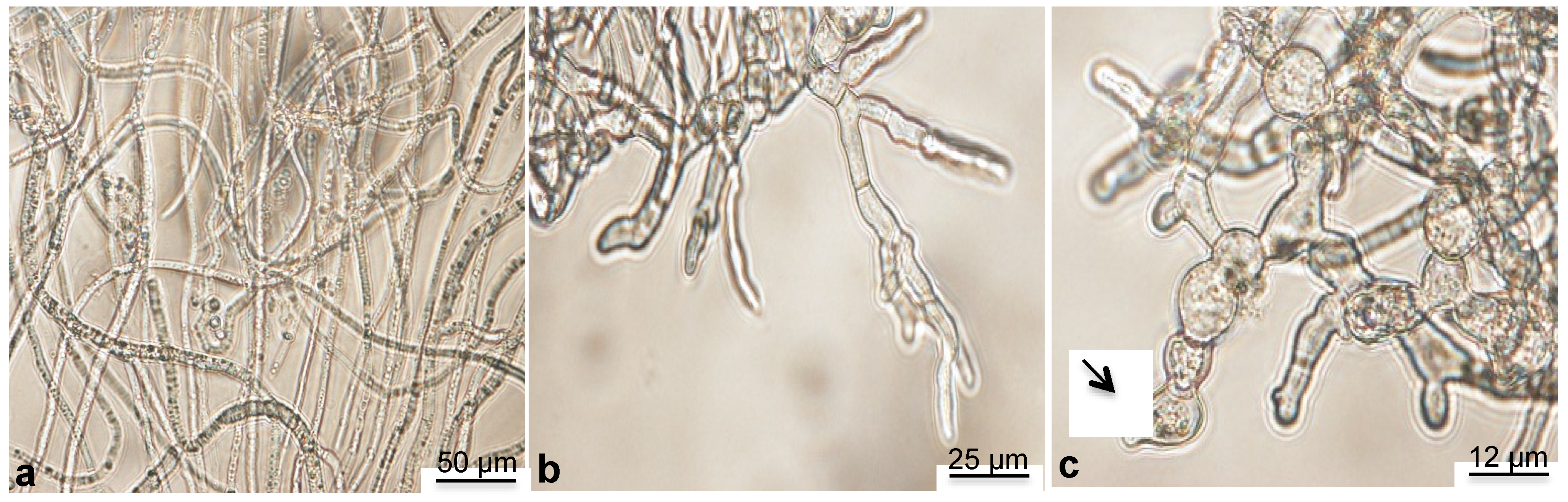 Molecules 19 07679 g003