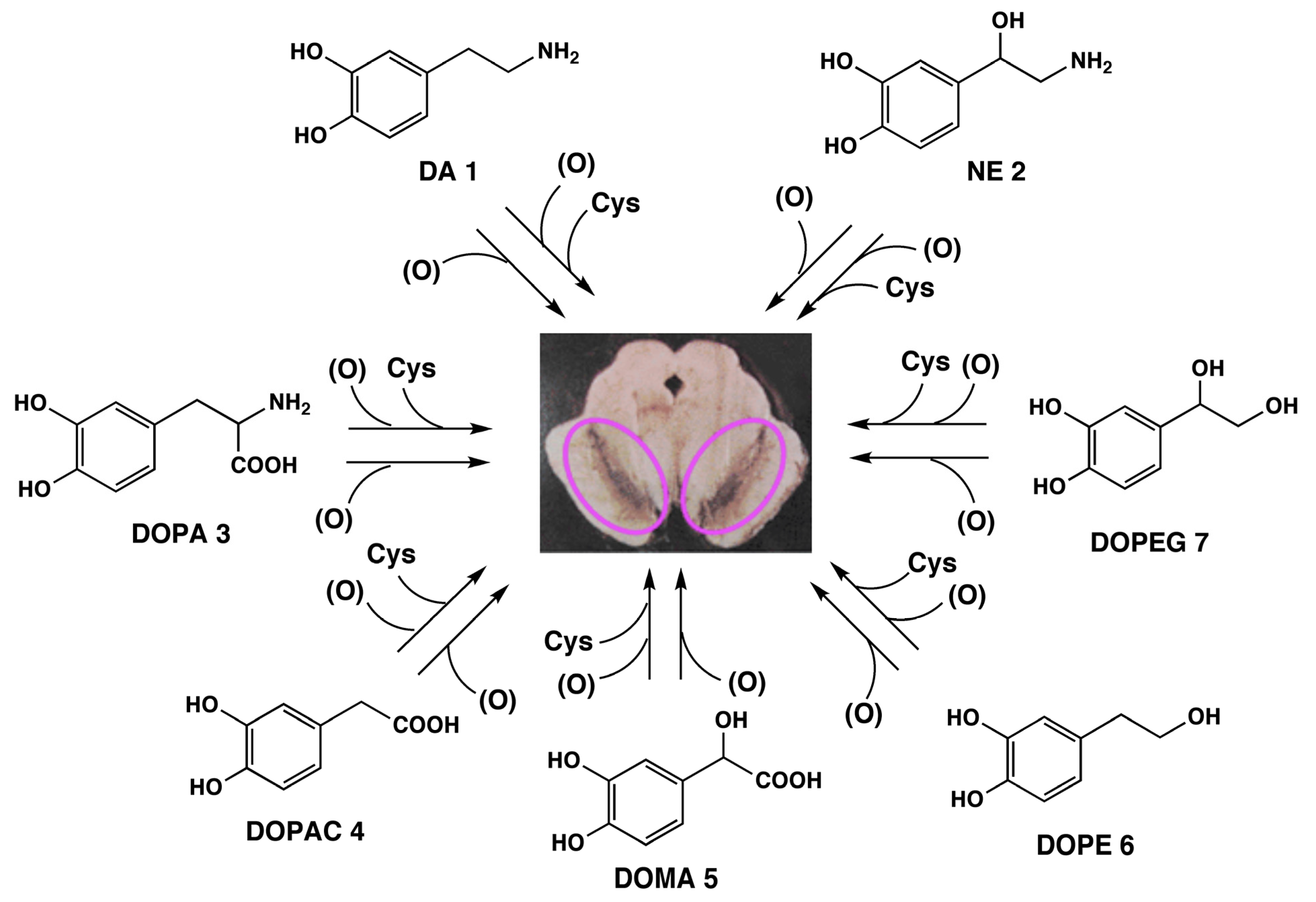 Molecules 19 08039 g001