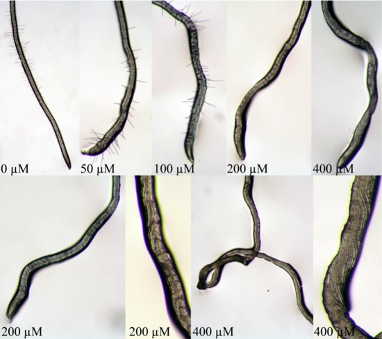 Molecules 19 08261 g005 550