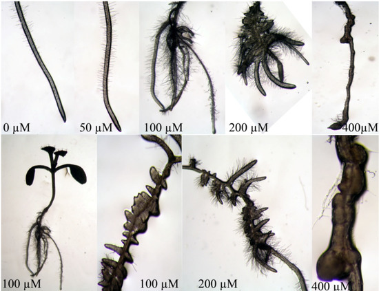 Molecules 19 08261 g006 550