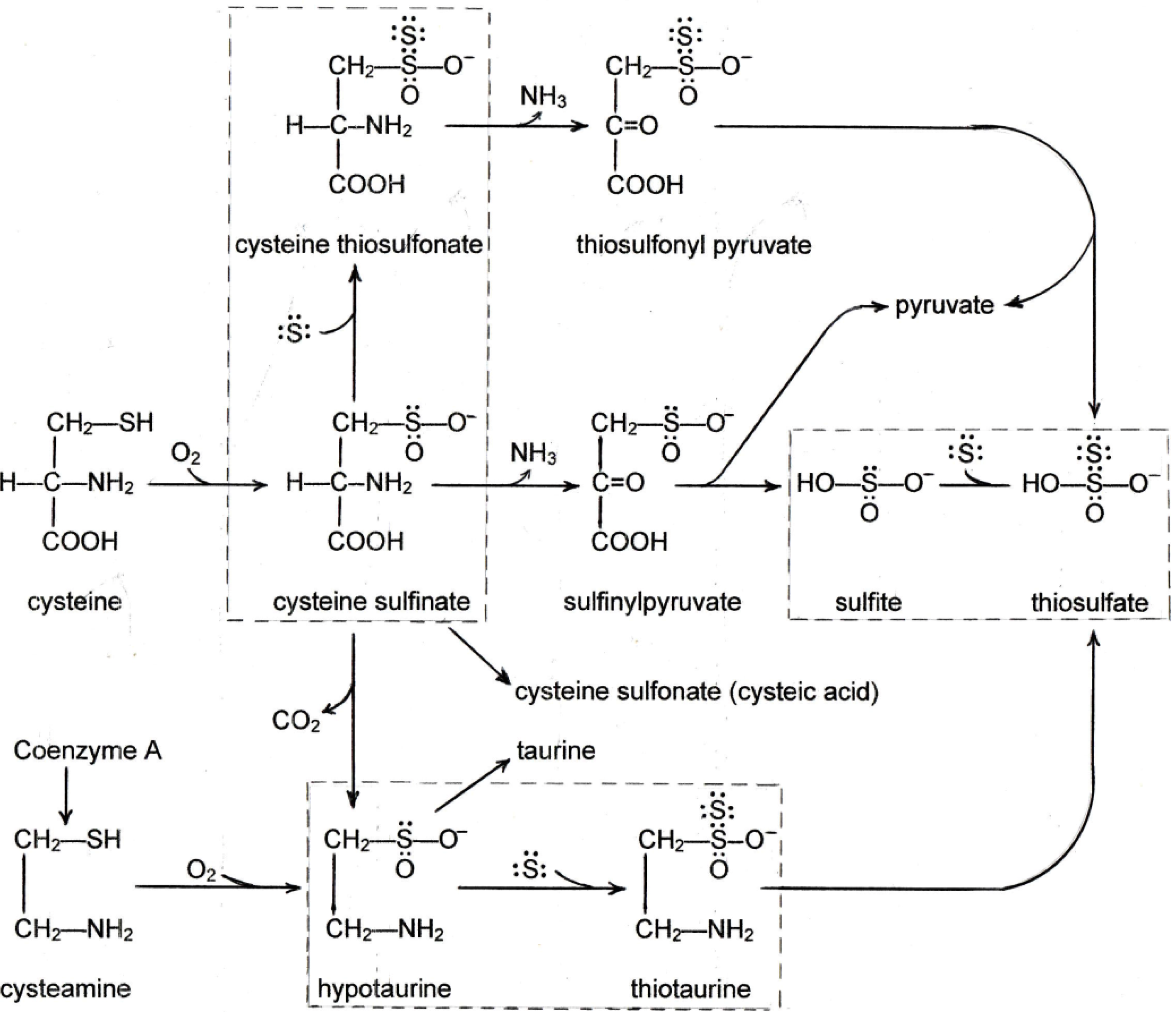 Molecules 19 08334 g001