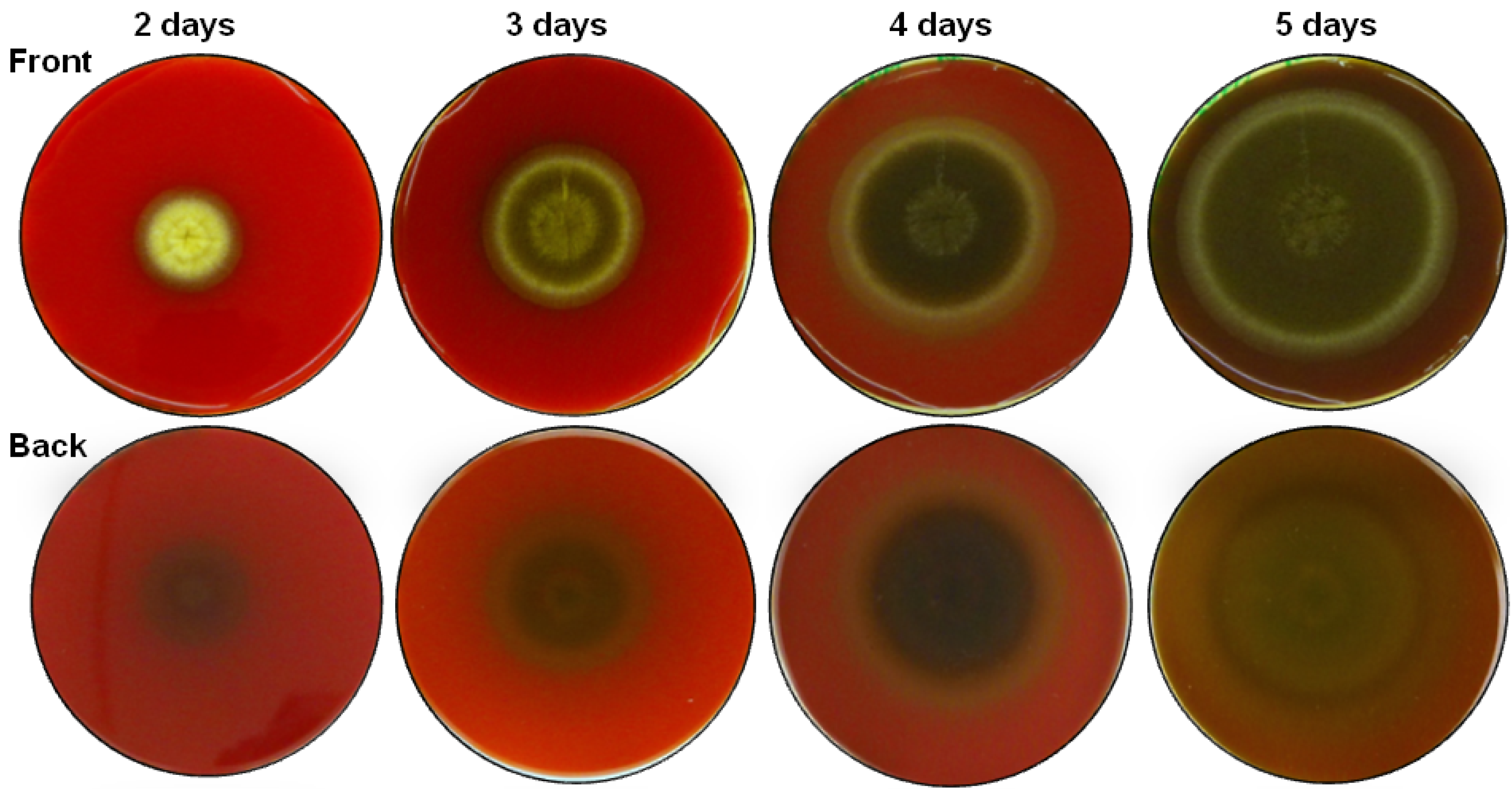 Molecules 19 09051 g001