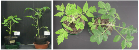 Molecules 19 09760 g005 550