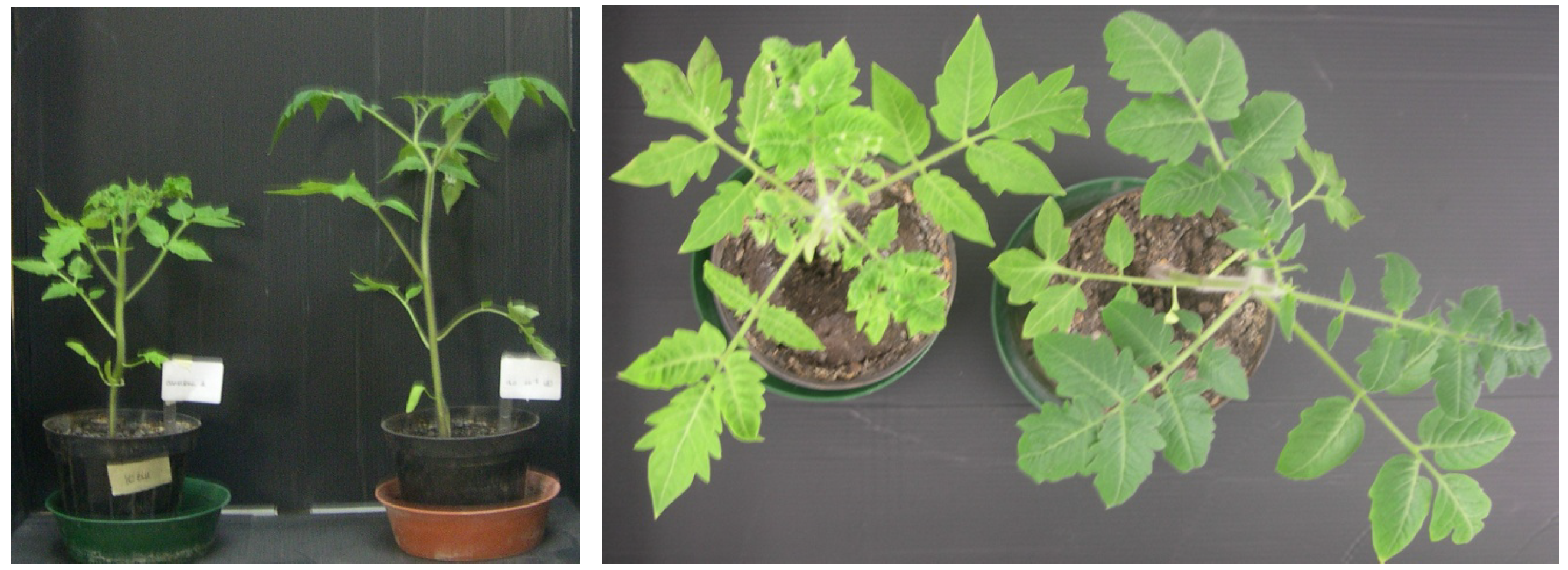 Molecules 19 09760 g005