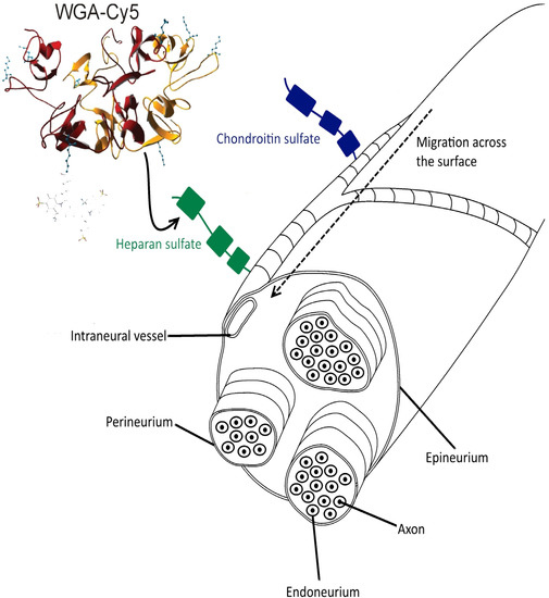 Molecules 19 09876 g005 550