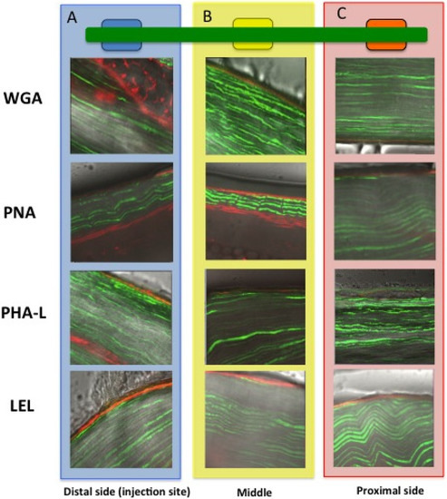 Molecules 19 09876 g006 550