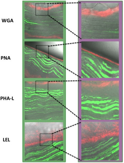 Molecules 19 09876 g007 550