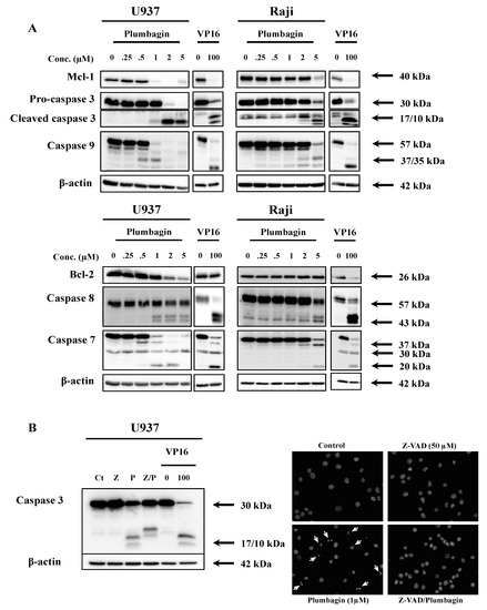 Molecules 19 10011 g002 550