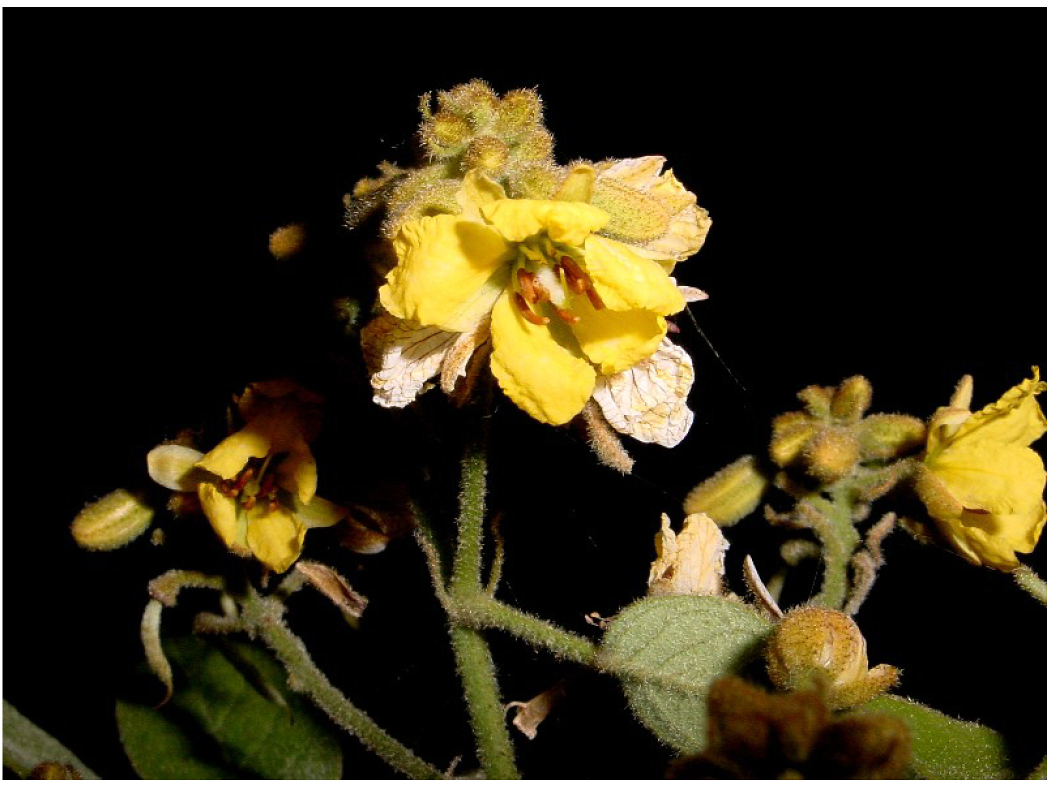 Molecules 19 10261 g001