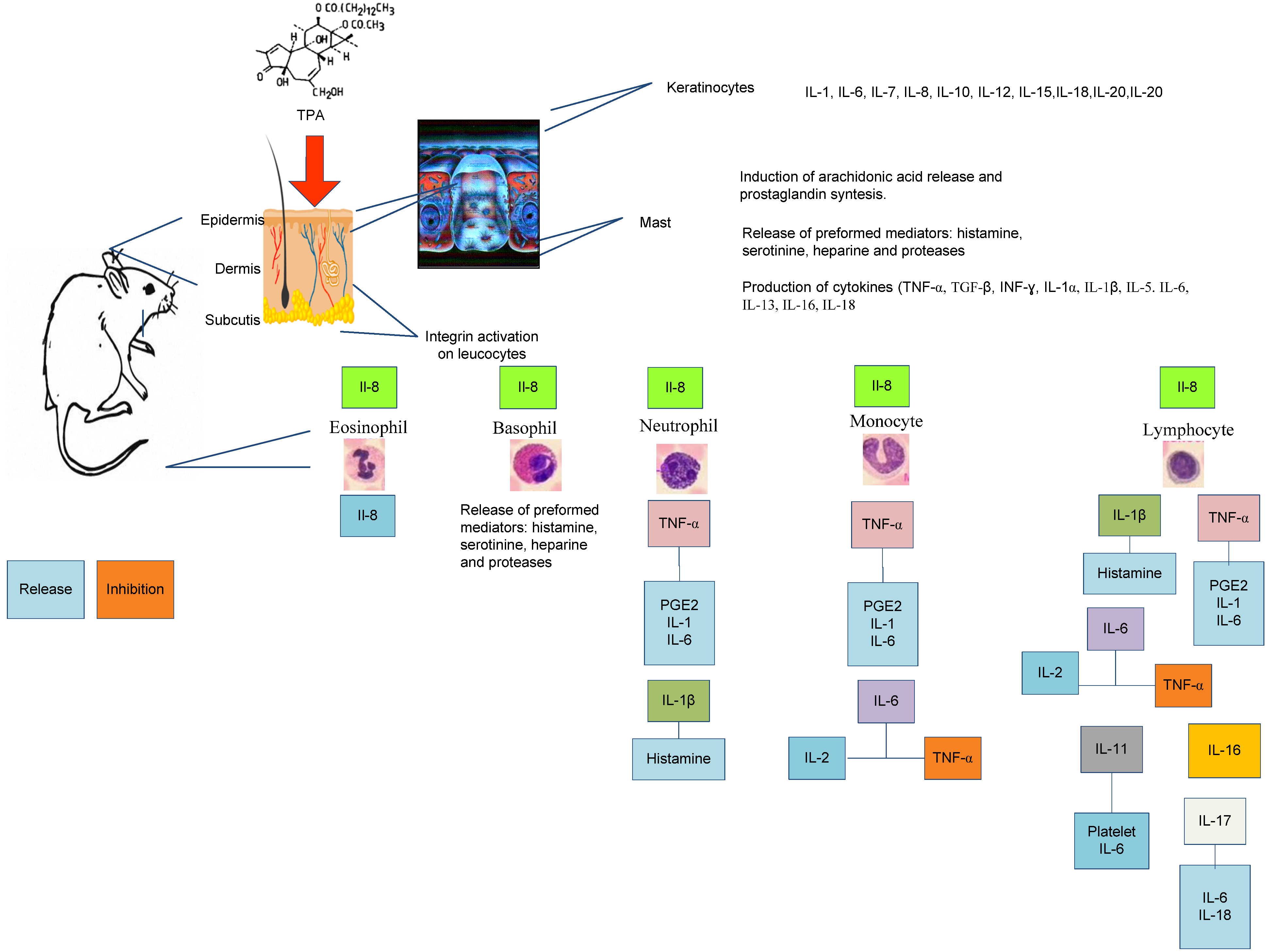 Molecules 19 10261 g002