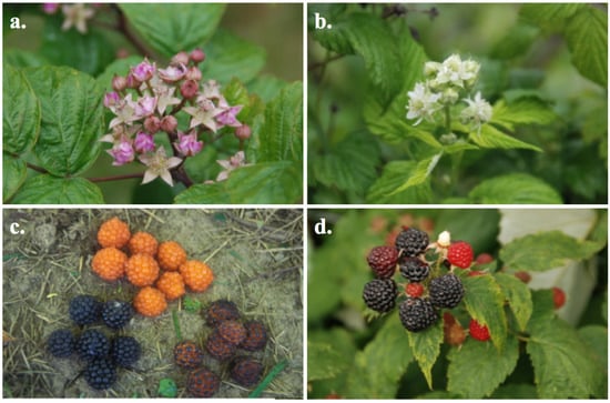 Molecules 19 10524 g001 550