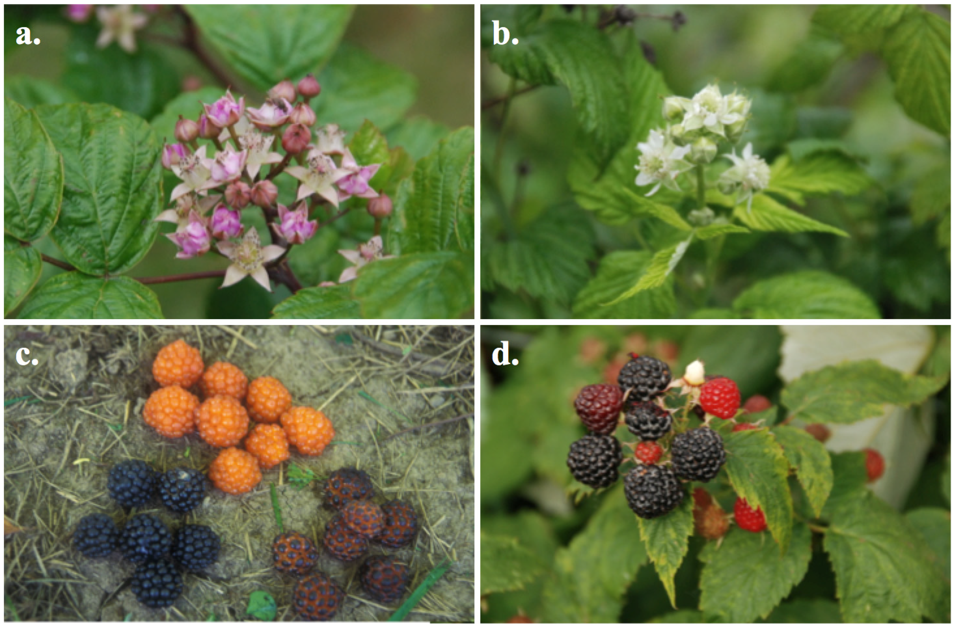 Molecules 19 10524 g001