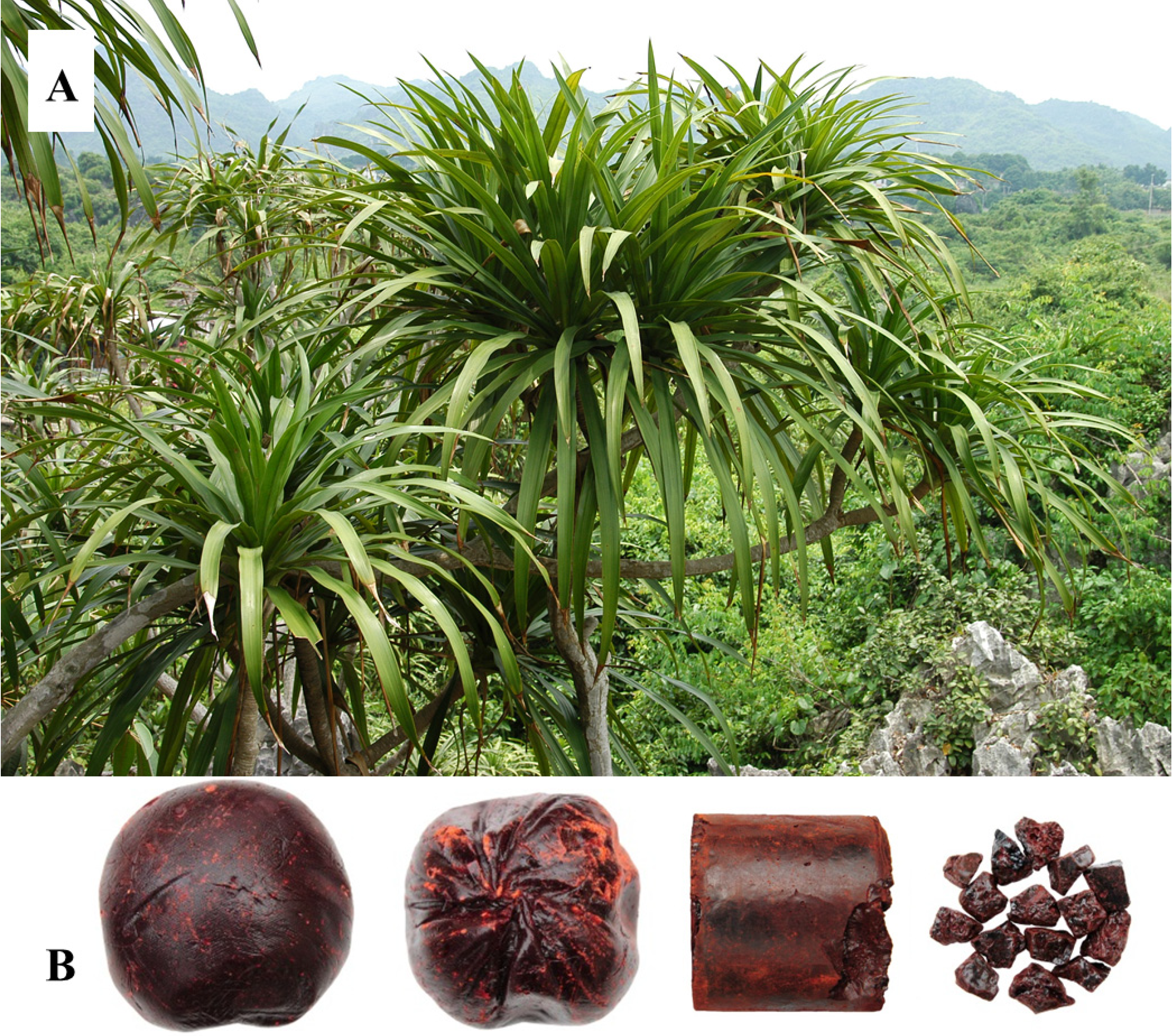 Molecules 19 10650 g001