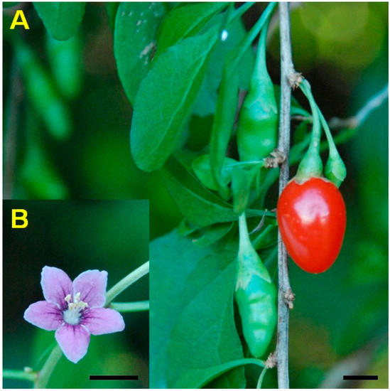 Molecules 19 11250 g001 550