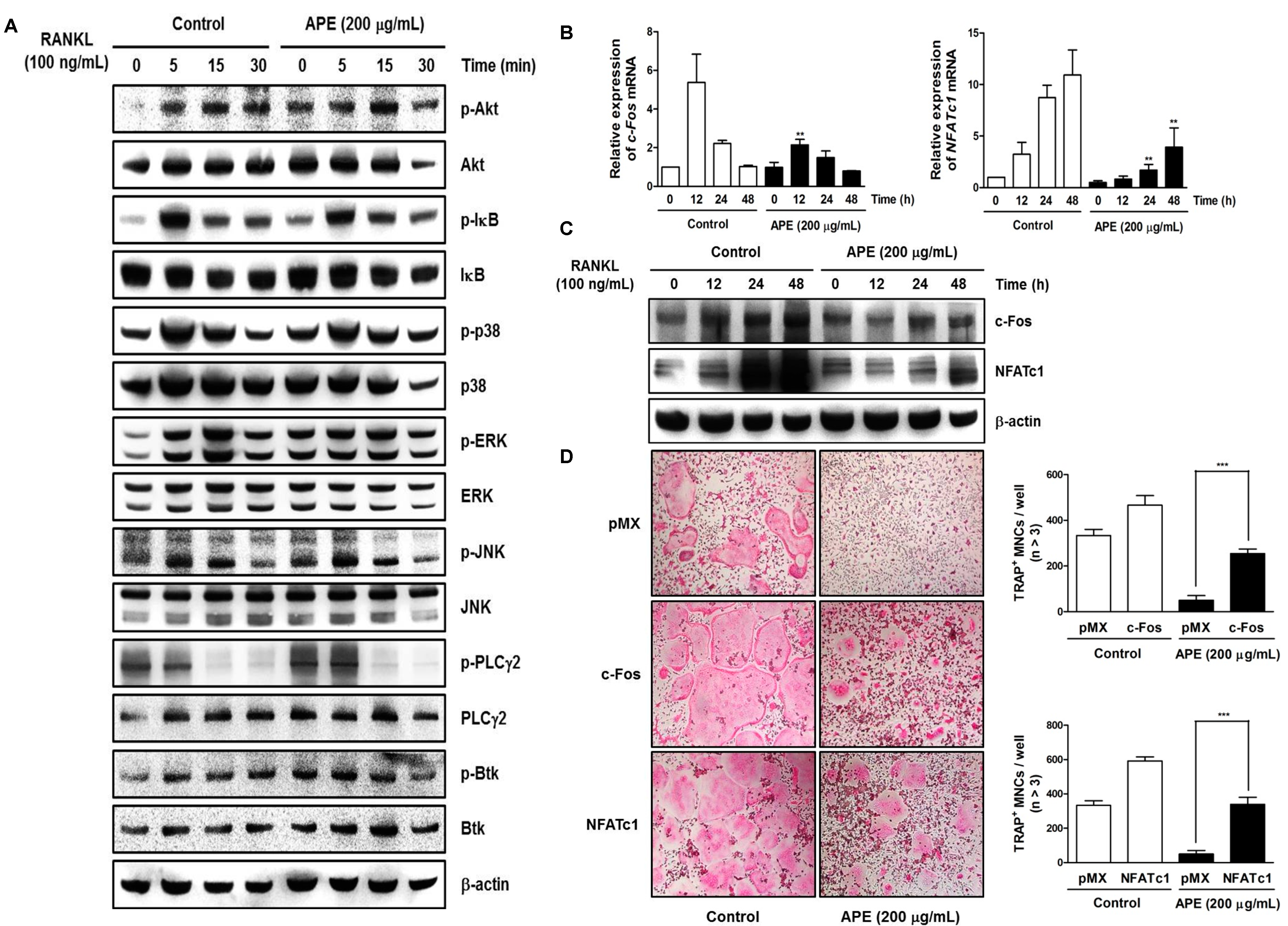 Molecules 19 11628 g004