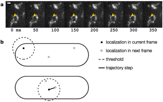 Molecules 19 12116 g010 550