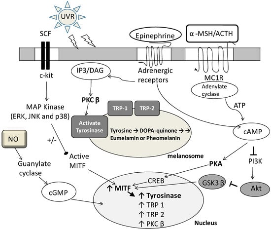 Molecules 19 13122 g001 550