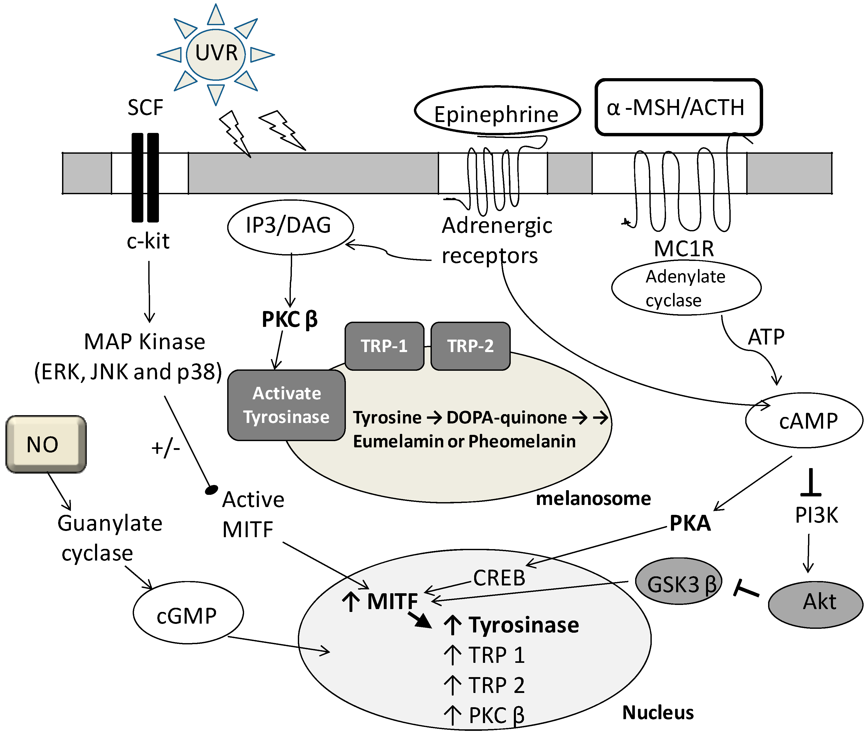 Molecules 19 13122 g001