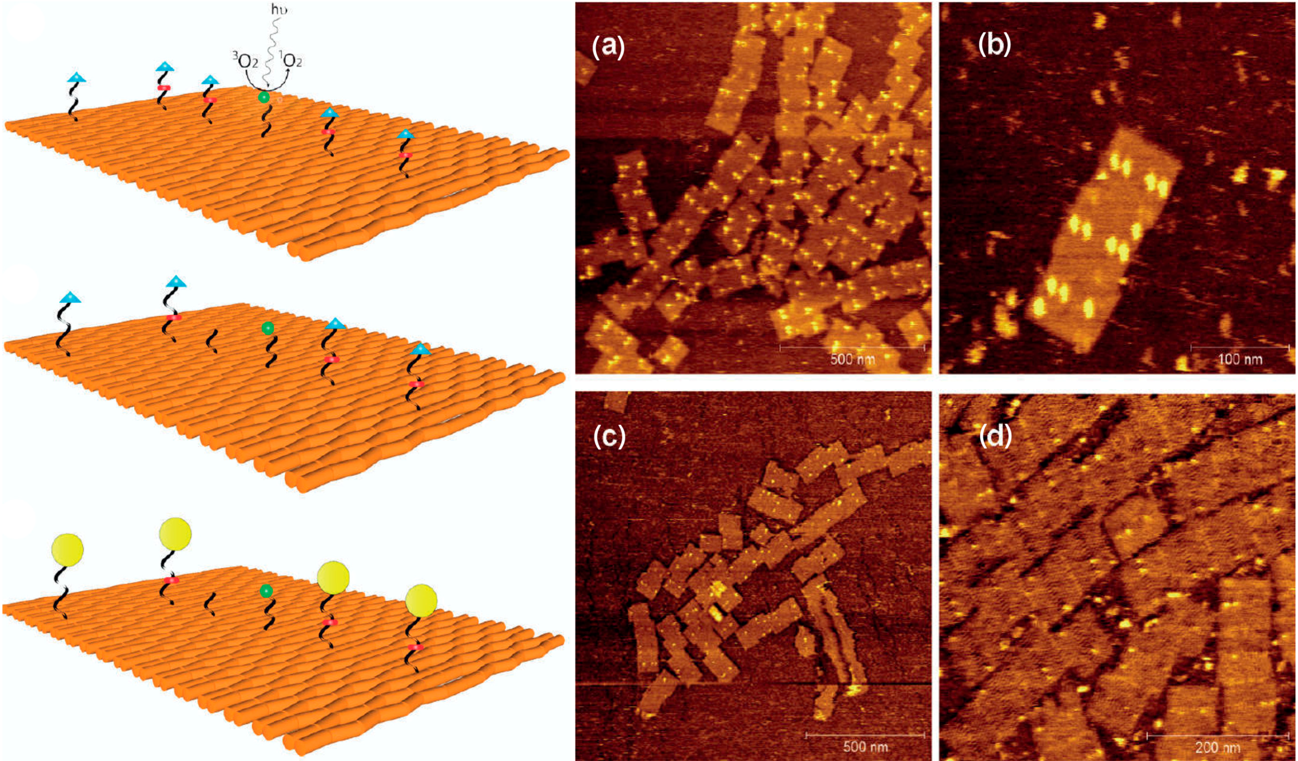 Molecules 19 13803 g004