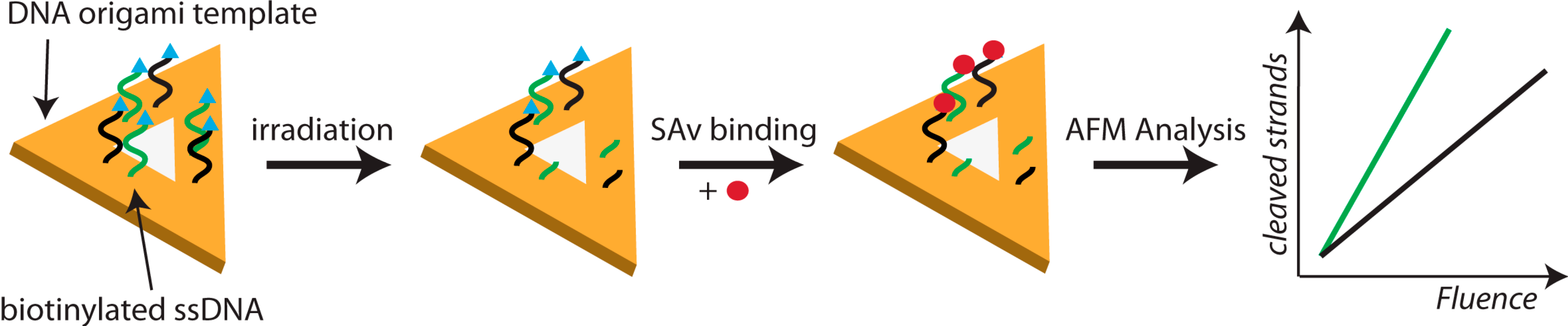 Molecules 19 13803 g005