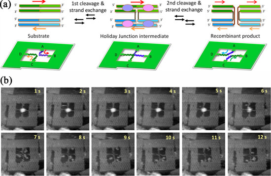 Molecules 19 13803 g009 550