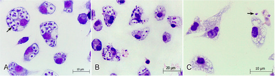 Molecules 19 14052 g003 550