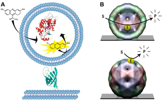 Molecules 19 14417 g003 550