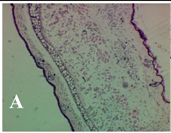 Molecules 19 15624 i001