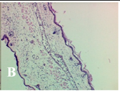 Molecules 19 15624 i002