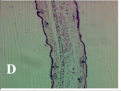 Molecules 19 15624 i004