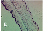 Molecules 19 15624 i005