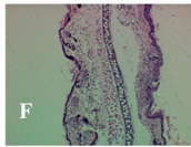 Molecules 19 15624 i006
