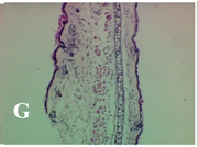 Molecules 19 15624 i007