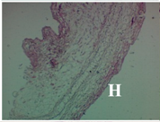 Molecules 19 15624 i008