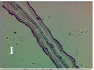 Molecules 19 15624 i009