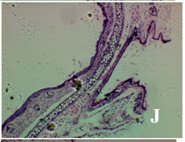 Molecules 19 15624 i010
