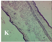 Molecules 19 15624 i011