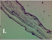 Molecules 19 15624 i012