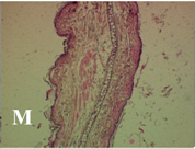 Molecules 19 15624 i013