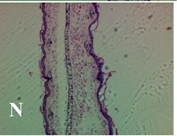 Molecules 19 15624 i014
