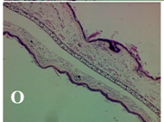 Molecules 19 15624 i015