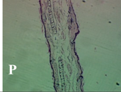 Molecules 19 15624 i016