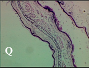 Molecules 19 15624 i017